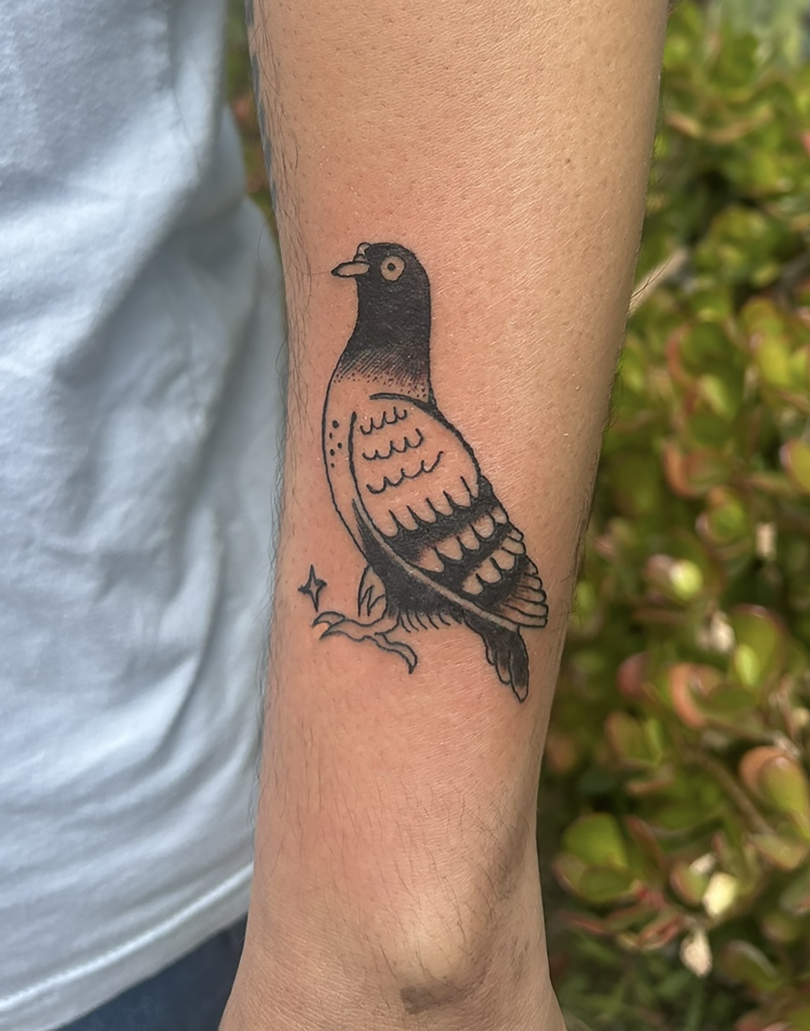 sliztoonz-tattoos-pigeon